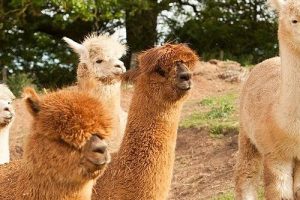 alpaca-alpaca-at-leven